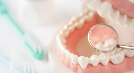 歯の模型 歯ブラシ 歯科医療器具